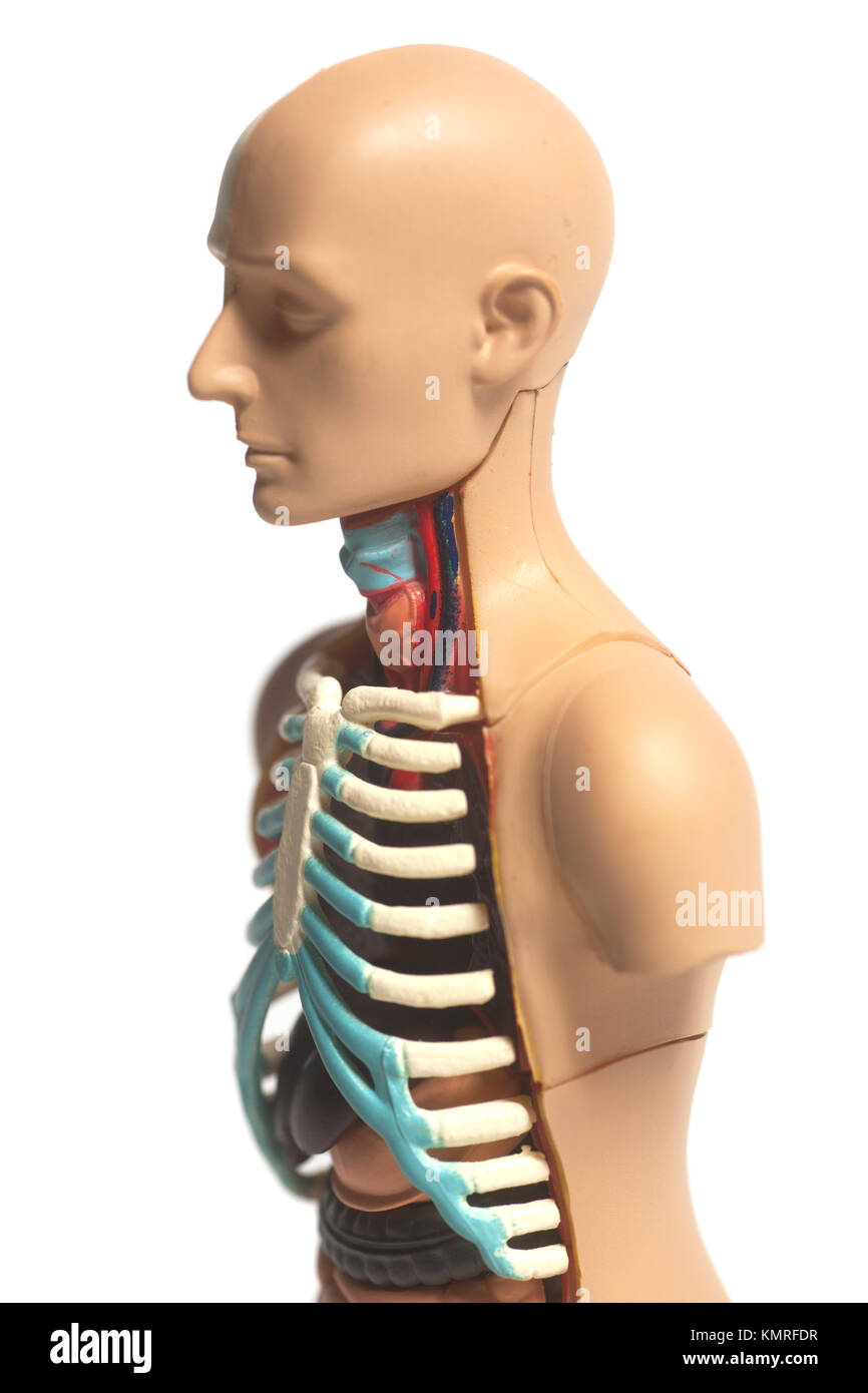 Human Body Anatomy Model isolated on white background Stock Photo - Alamy