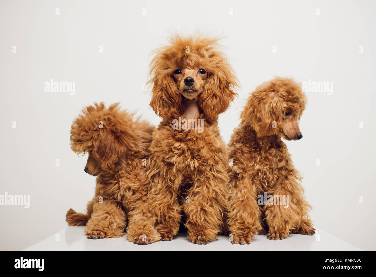 Adorable Mini Toy Poodle With Golden Brown Fur On A White Background Stock  Photo - Alamy