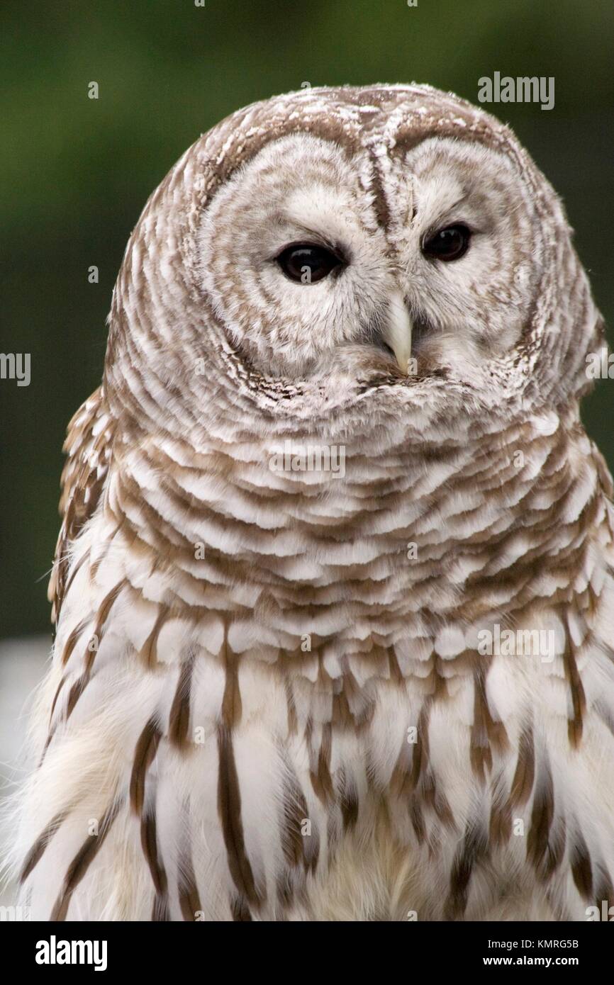 Barred black and white head hi-res stock photography and images - Alamy