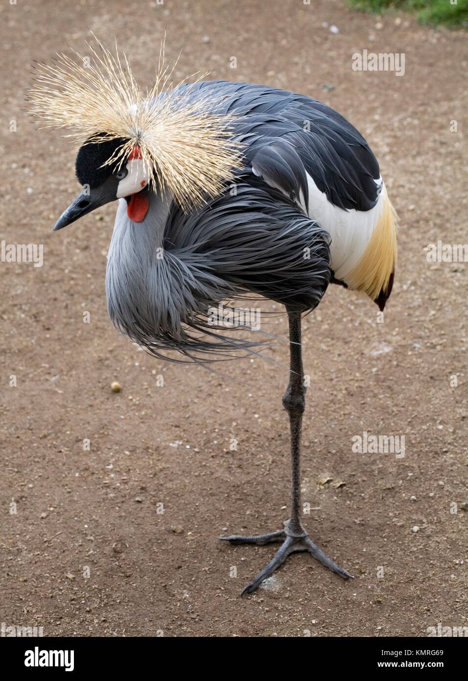 Crane standing on one leg hires stock photography and images Alamy