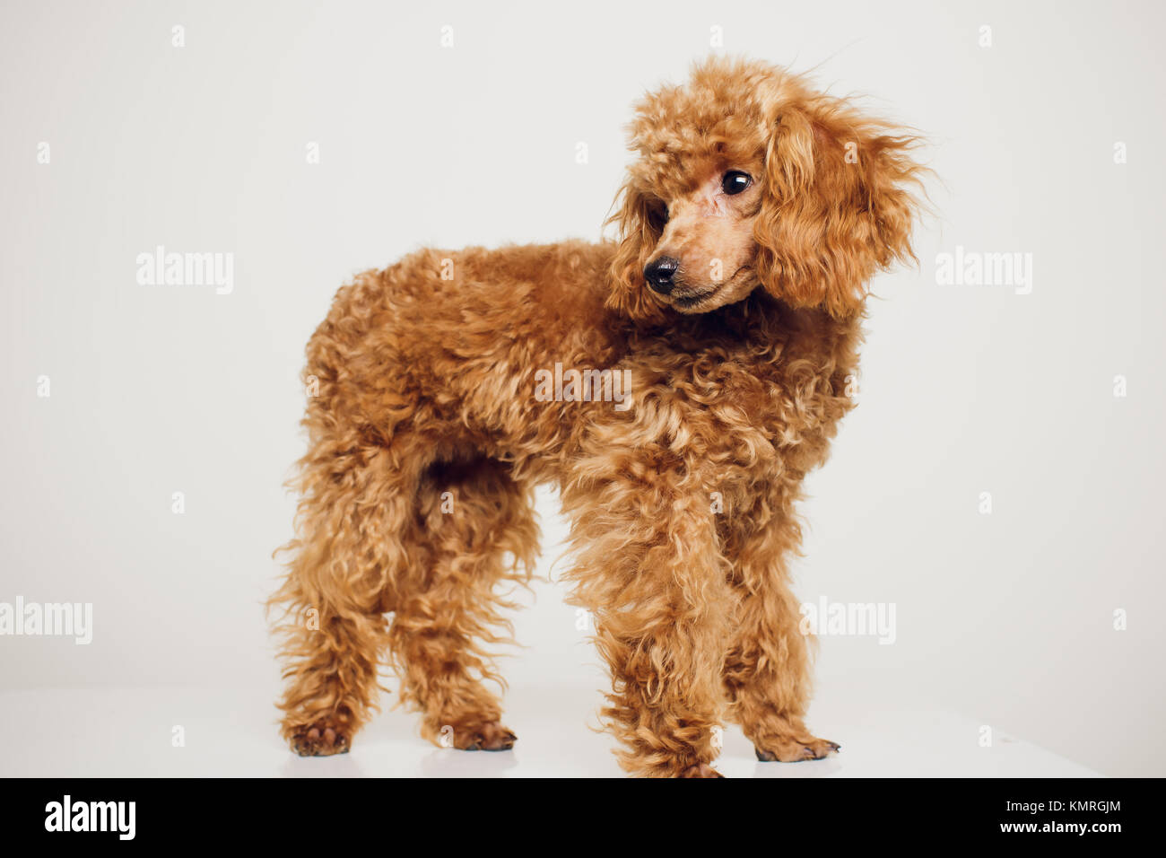 https://c8.alamy.com/comp/KMRGJM/adorable-mini-toy-poodle-with-golden-brown-fur-on-a-white-background-KMRGJM.jpg