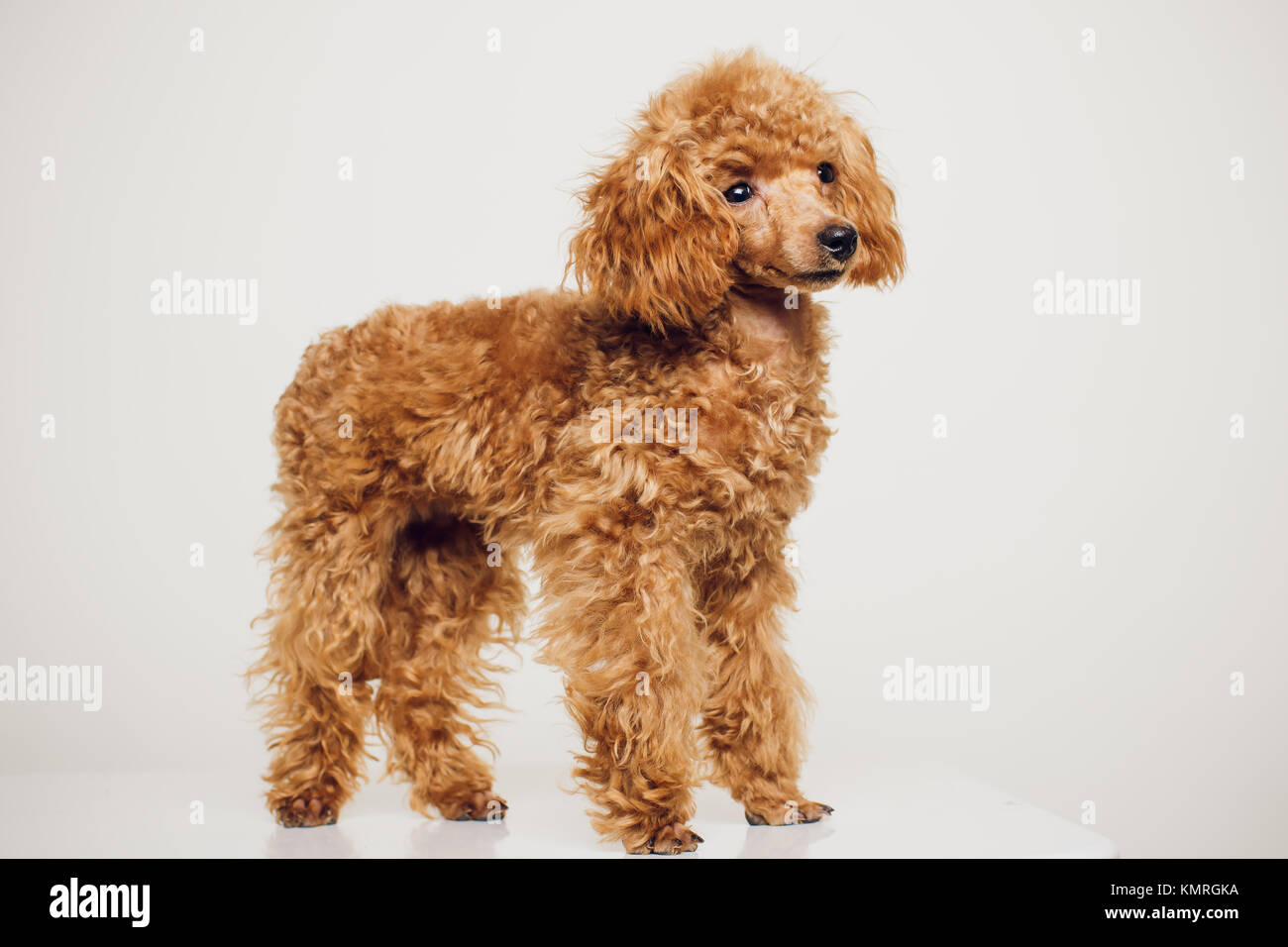 Mini Toy Poodle with Golden Brown Fur on a White Background Stock Photo -  Image of cute, poodle: 94222314