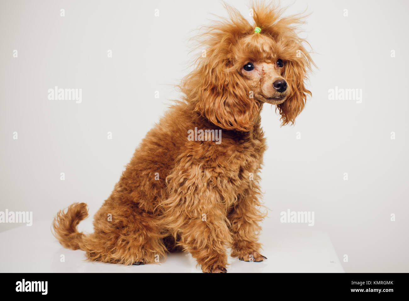 mini poodle golden