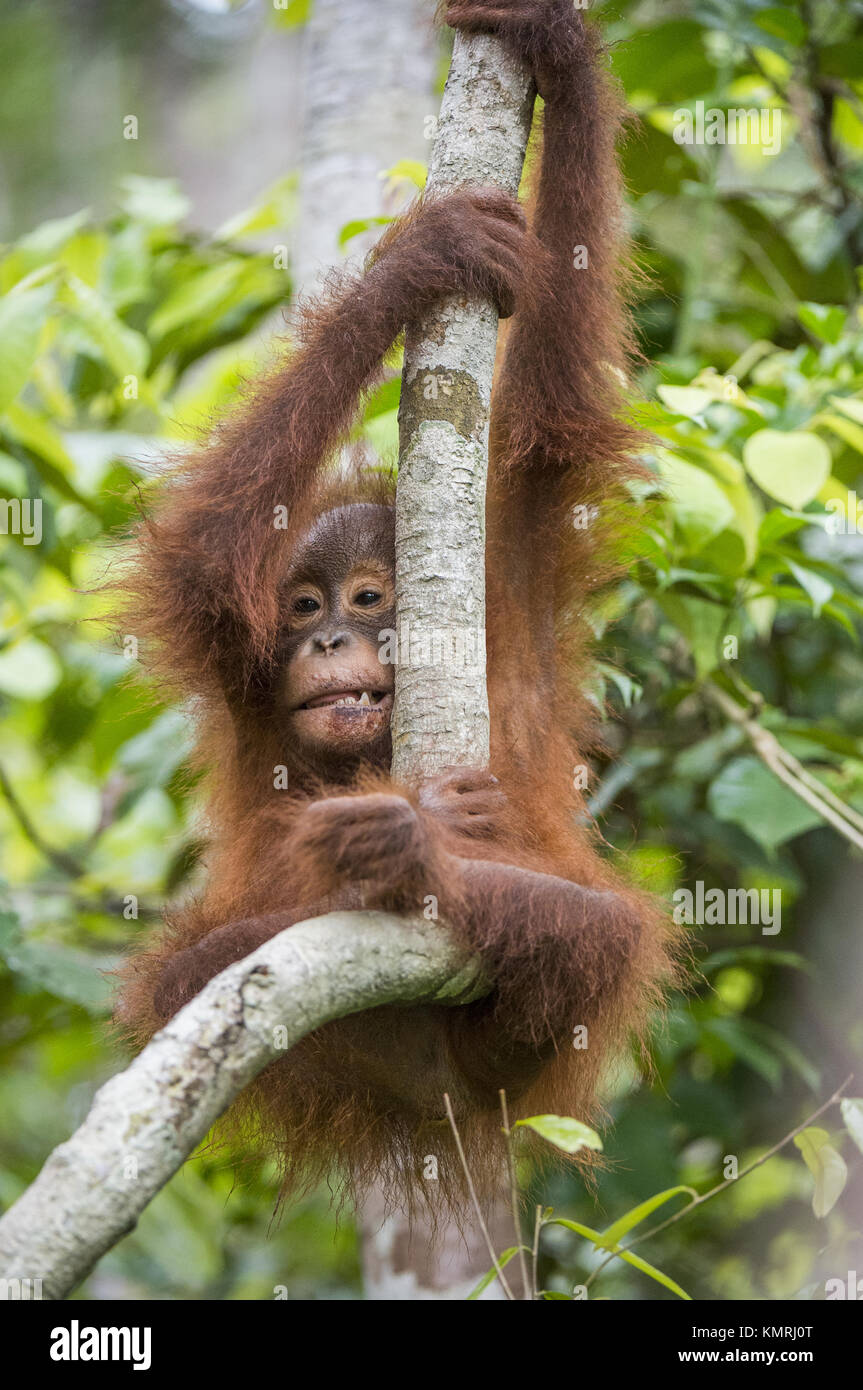 Baby orangutan (Pongo pygmaeus) on the tree. Natural green background. Borneo rainforest jungle, Indonesia. Stock Photo