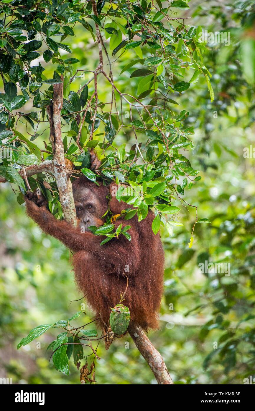 Bornean orangutan (Pongo pygmaeus) under rain on the tree in the wild nature. Central Bornean orangutan ( Pongo pygmaeus wurmbii ) on the tree  in nat Stock Photo