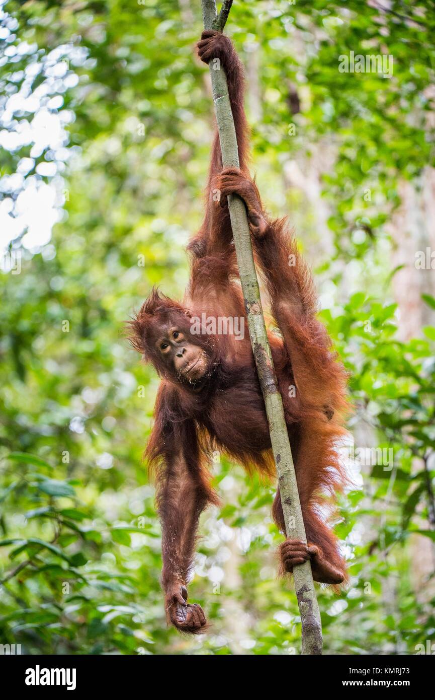 Bornean orangutan (Pongo pygmaeus) under rain on the tree in the wild nature. Central Bornean orangutan ( Pongo pygmaeus wurmbii ) on the tree  in nat Stock Photo