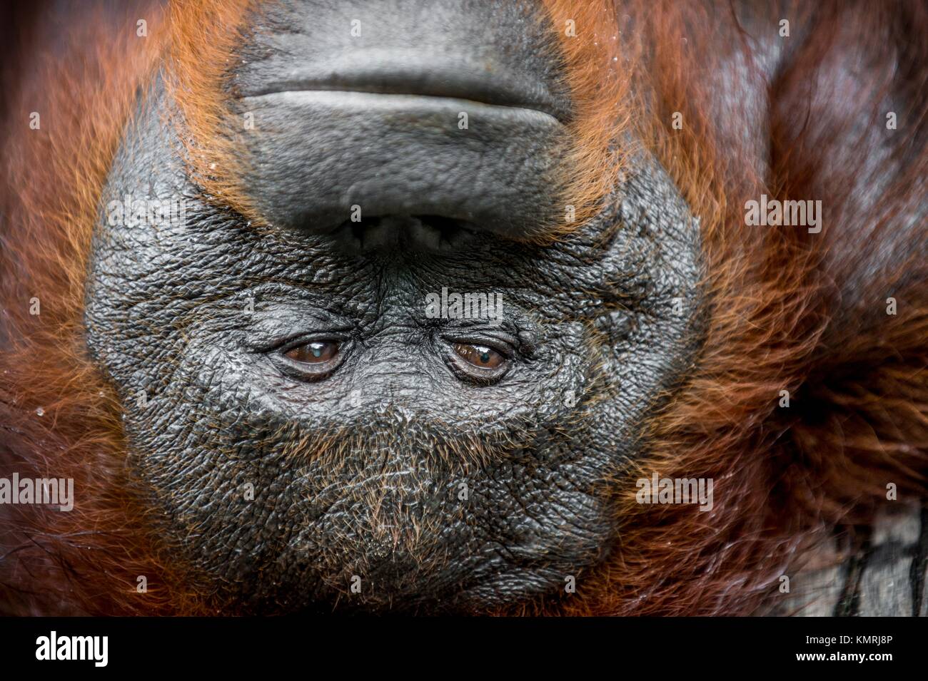 A close up portrait of the orangutan (Pongo pygmaeus) at a short distance in the wild nature. Island Borneo. Indonesia. Stock Photo