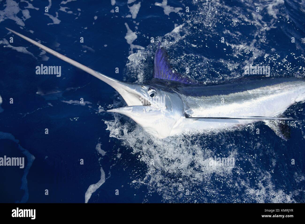 Beautiful white marlin real bill fish on atlantic water sport fishing