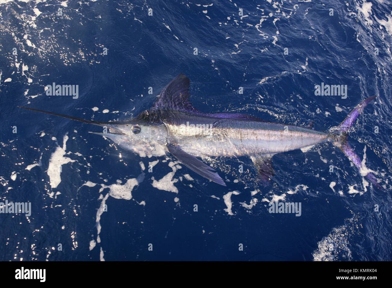 Beautiful white marlin real bill fish on atlantic water sport fishing