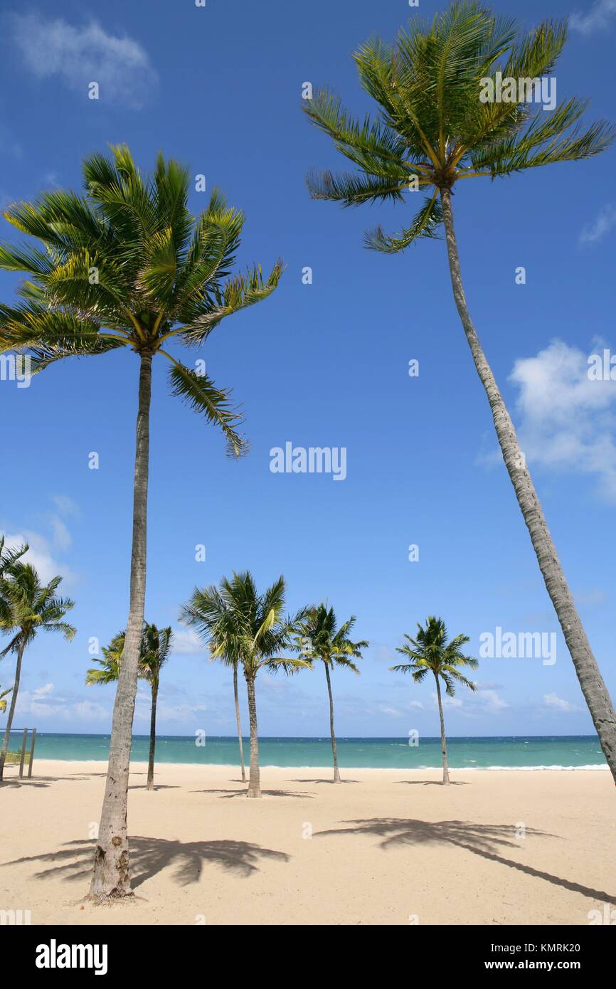 Beach in tropical Florida day with palm trees Stock Photo Alamy