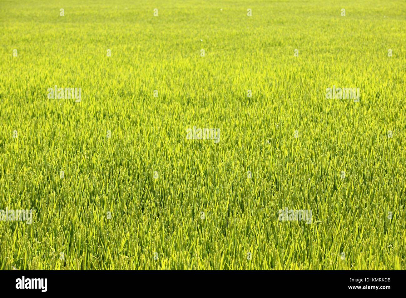 Rice cereal green fields in Spain on sunny day Stock Photo Alamy