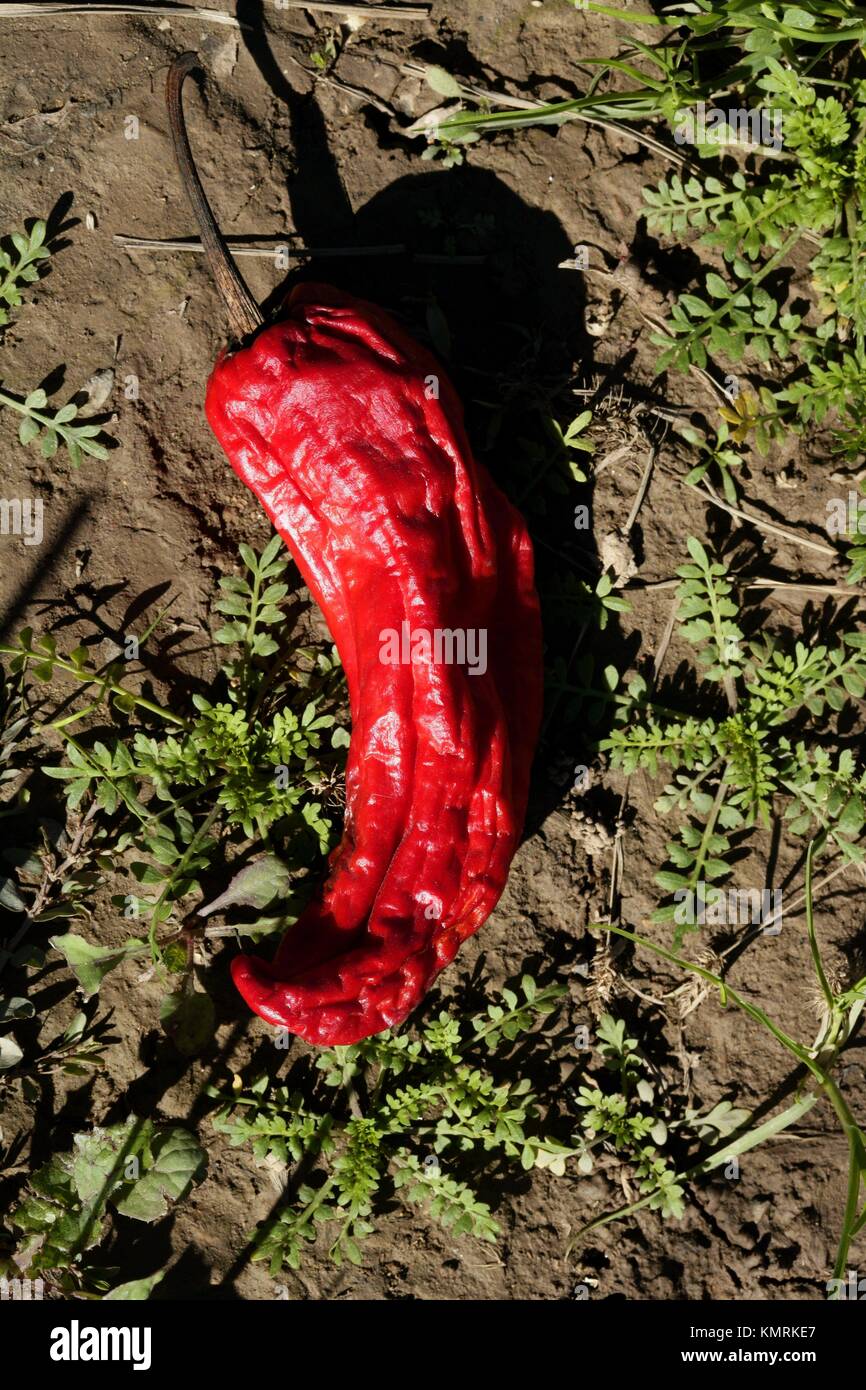 Industrial food dehydrator machine. Professional fruits and vegetables dehydration  machines. Long red pepper in it. Peppers can be dried in the oven a Stock  Photo - Alamy