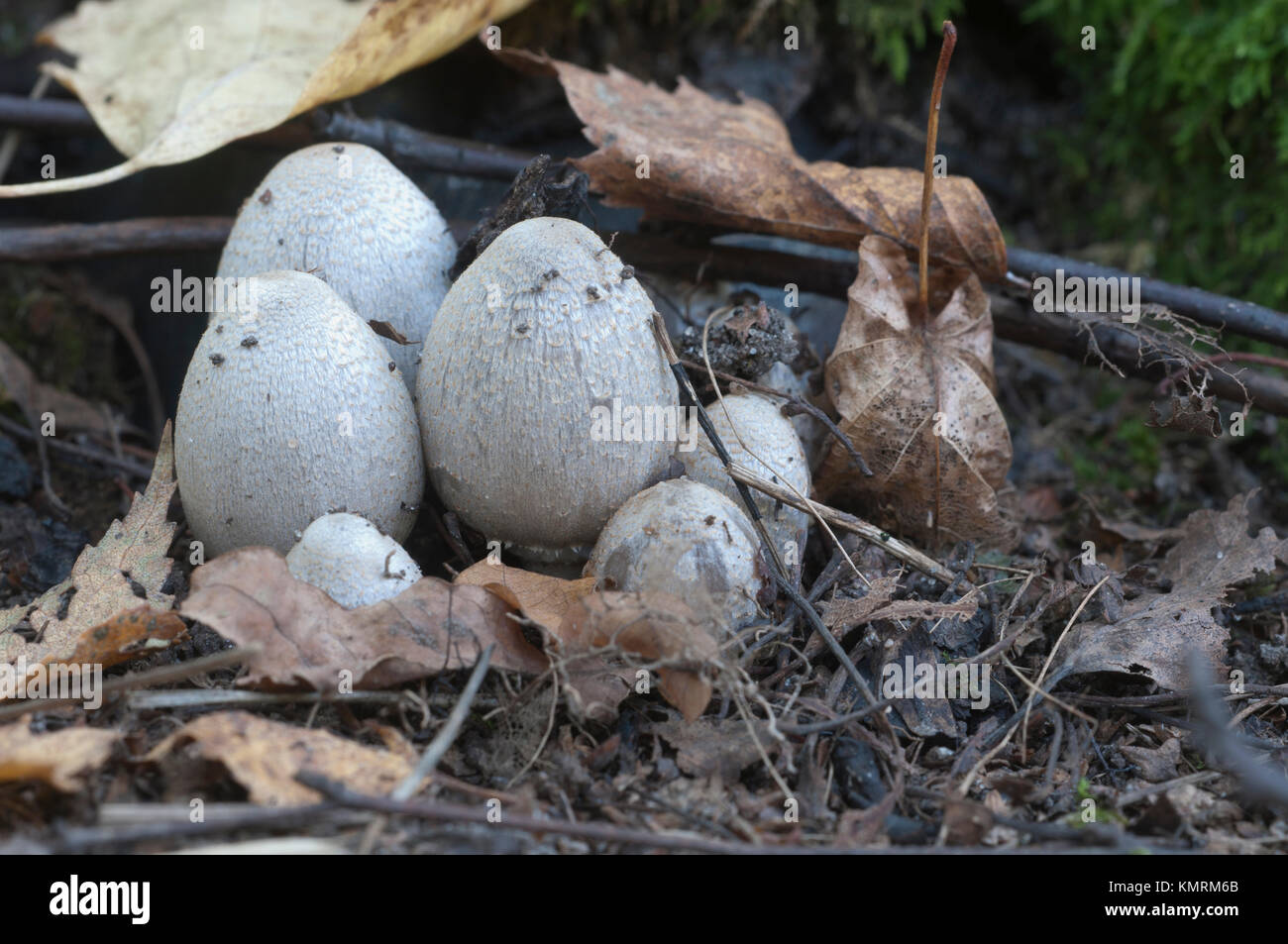 Coprinus atramentarius mushrooms in autumn, close up Stock Photo