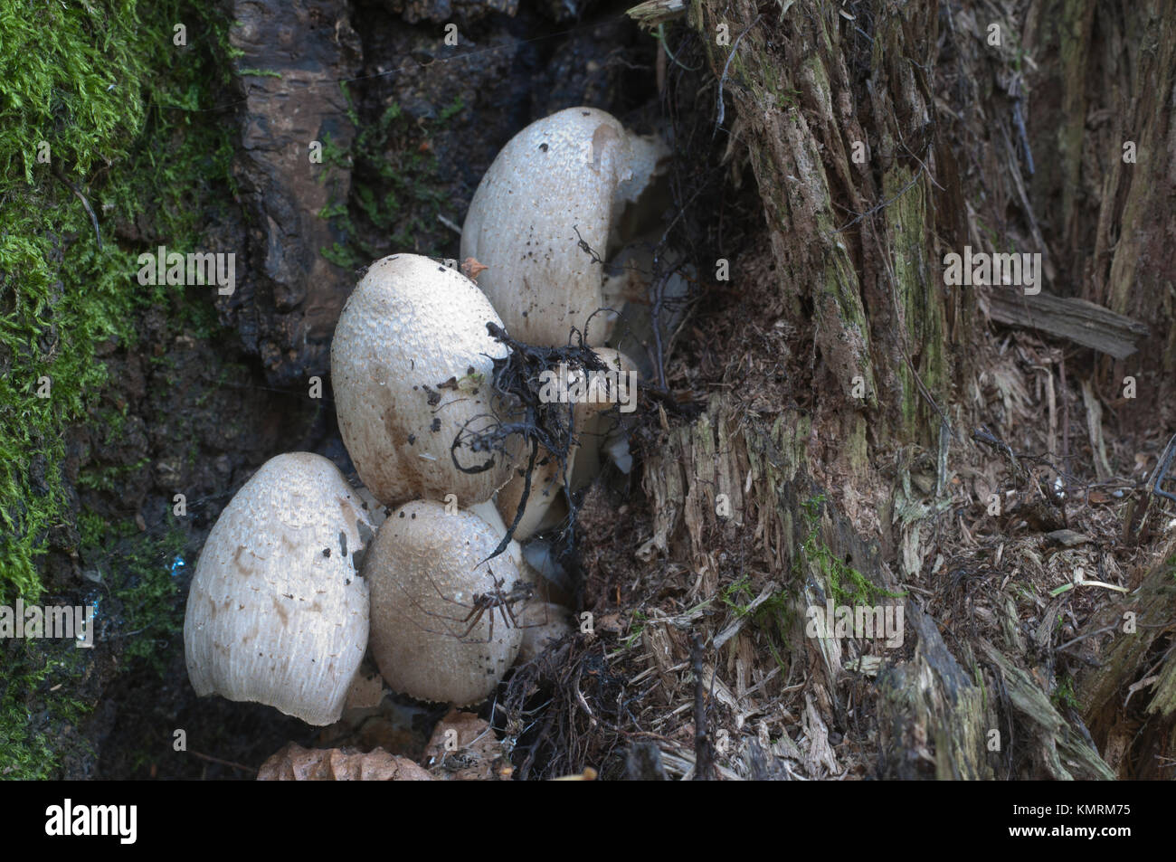 Coprinus atramentarius mushrooms in autumn, close up Stock Photo