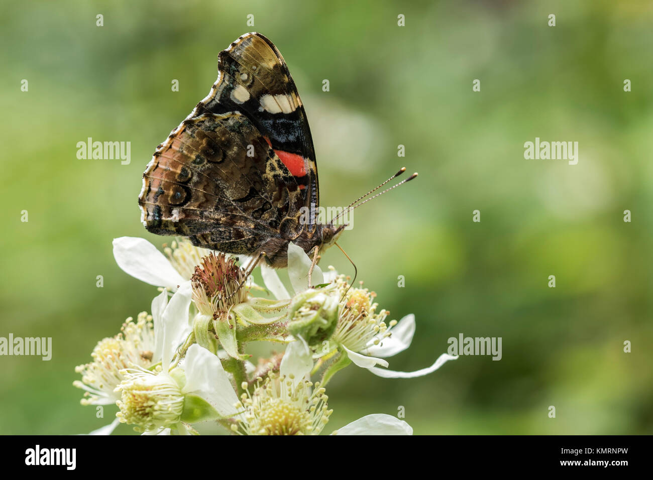Red Admiral butterfly (Vanessa atalanta) closed wing photo of specimen on a flower in woodland. Cahir, Tipperary, Ireland. Stock Photo
