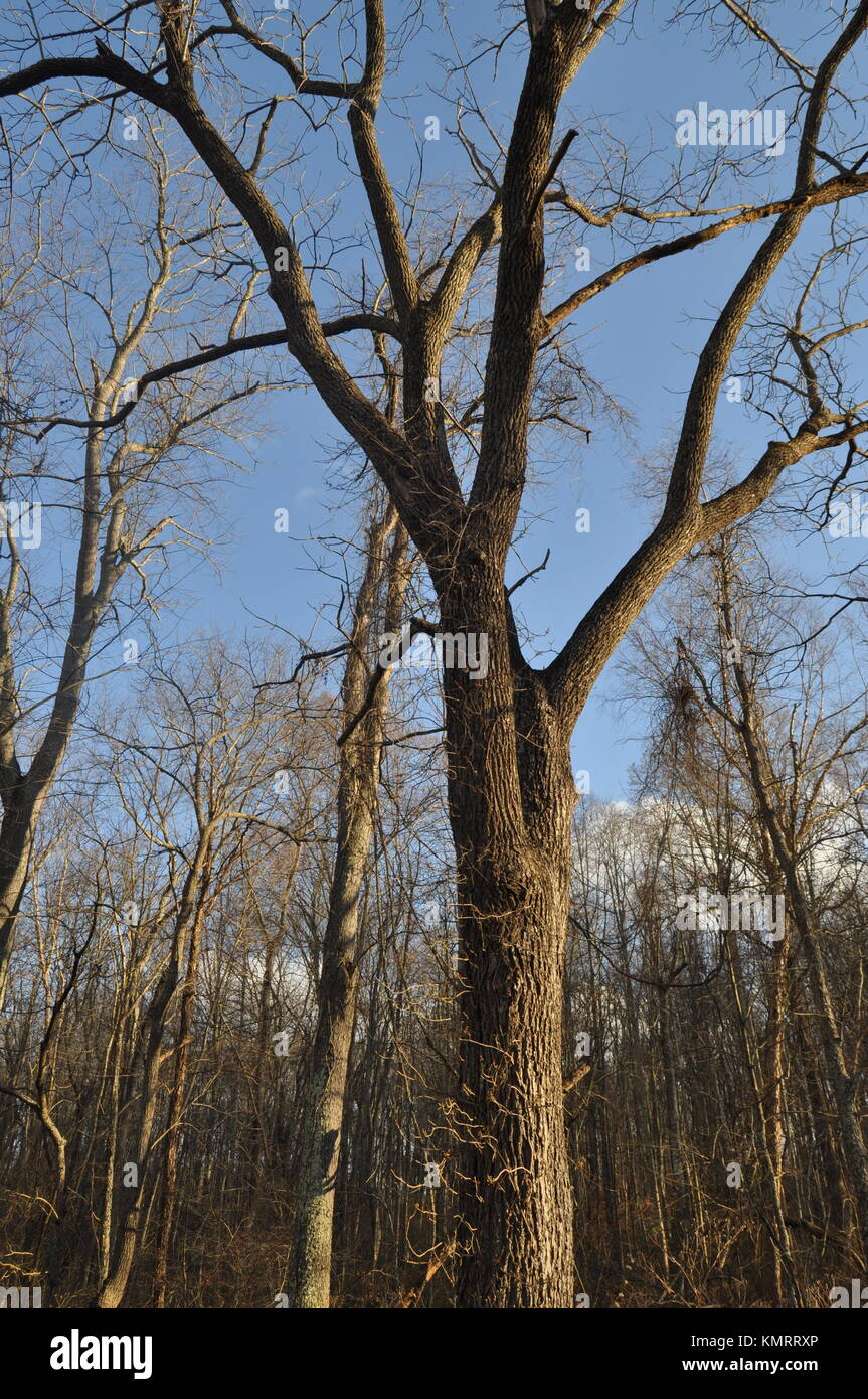 Real nature trees hi-res stock photography and images - Alamy