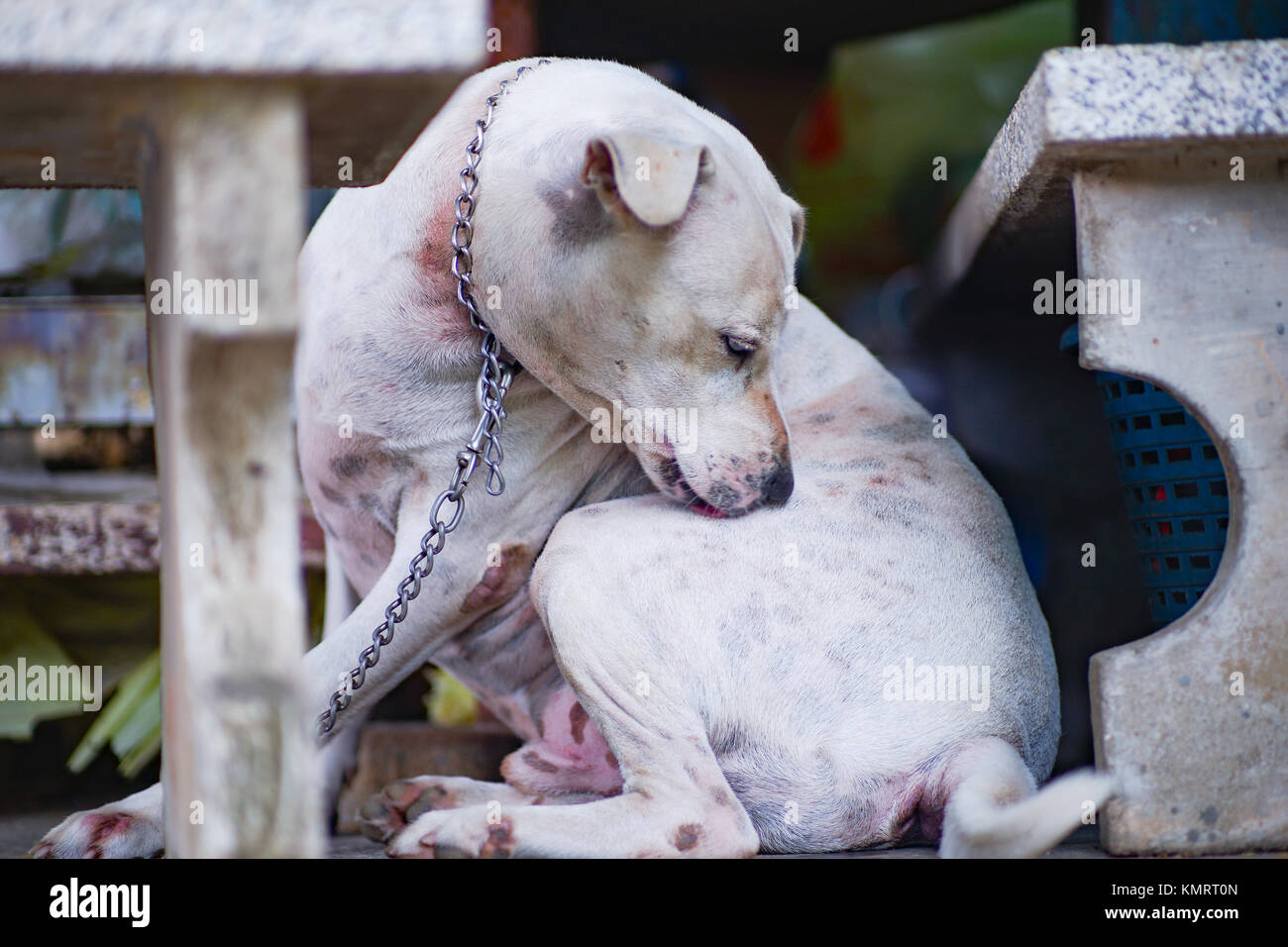 Why Is My Dog Licking His Back Legs