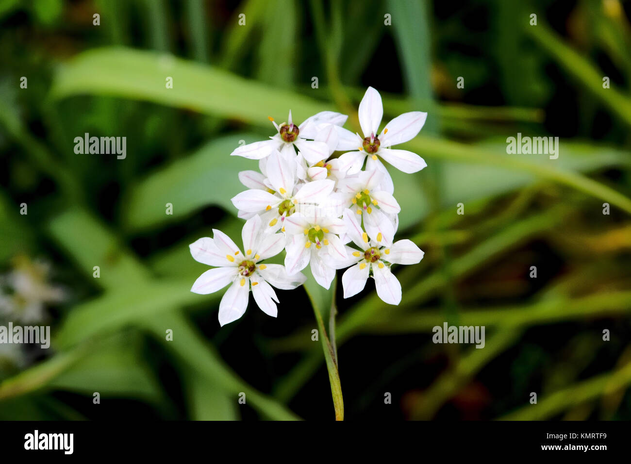 White alium flowers Stock Photo