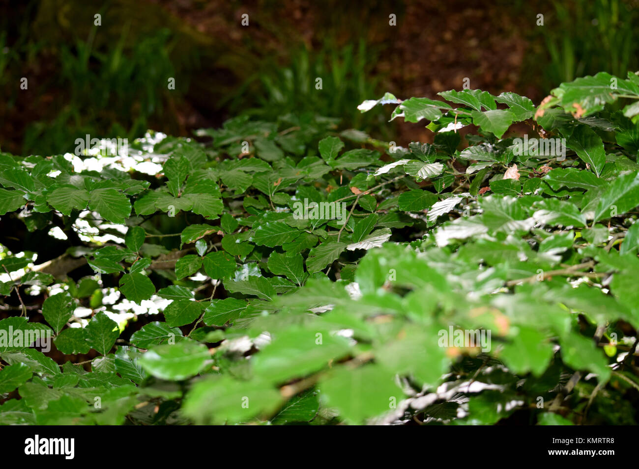 Beech tree foliage Stock Photo