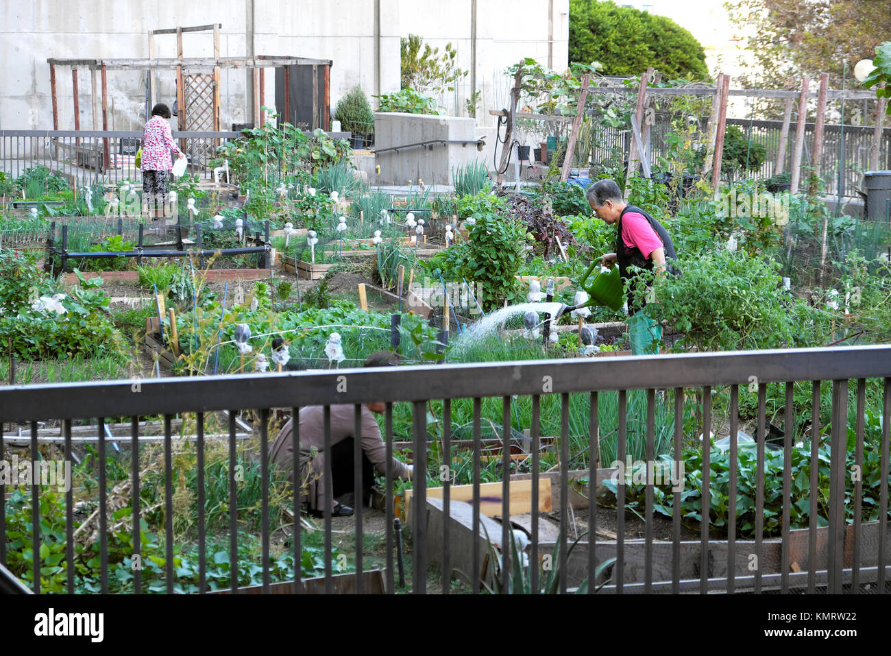 Senior Korean Gardeners Tending Vegetables In A Community Garden