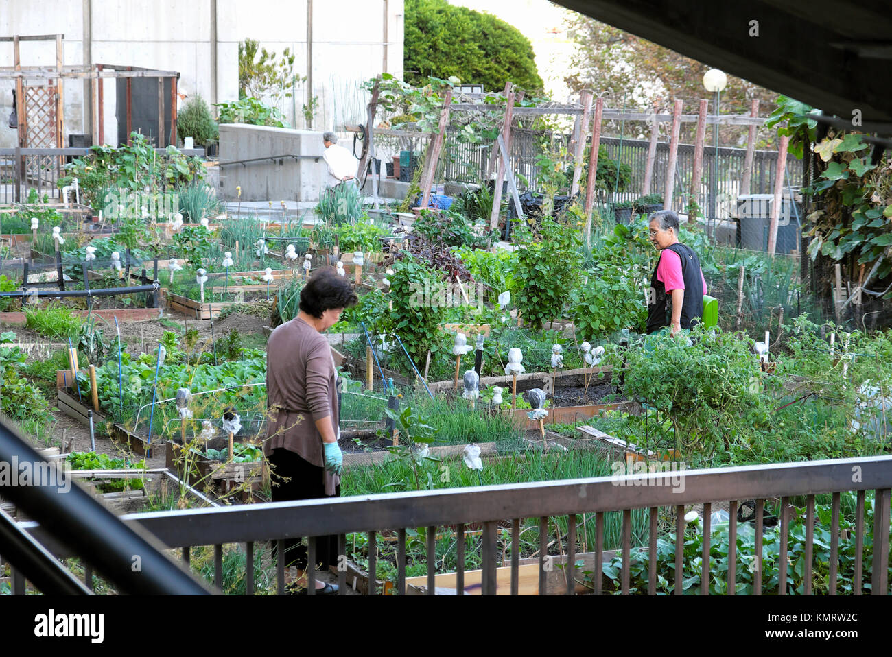 Senior Korean gardeners tending plants growing vegetables in raised beds near Angels Flight railway downtown Los Angeles, California USA KATHY DEWITT Stock Photo