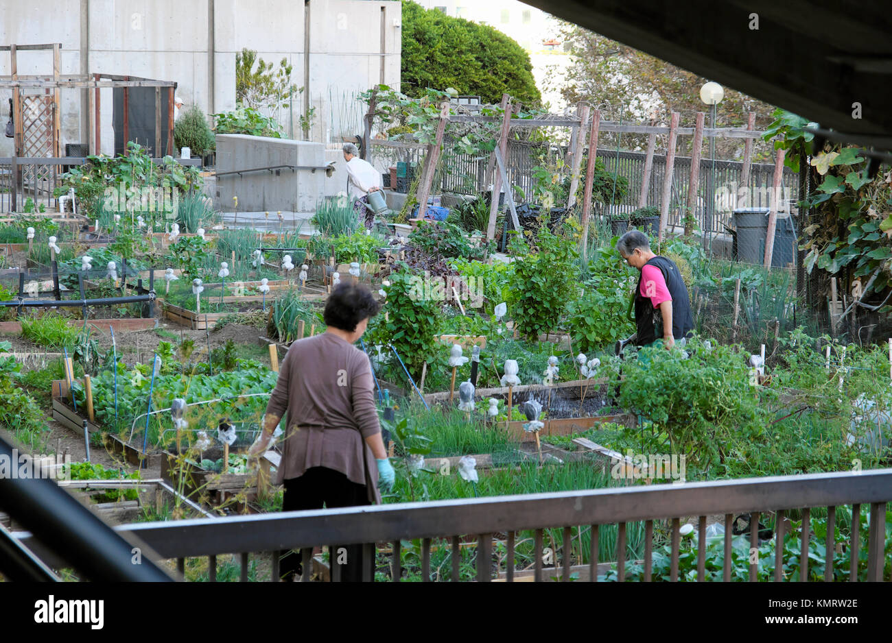 Senior Korean gardeners tending their vegetables in garden allotments near the Angels Flight railway downtown Los Angeles, California USA KATHY DEWITT Stock Photo