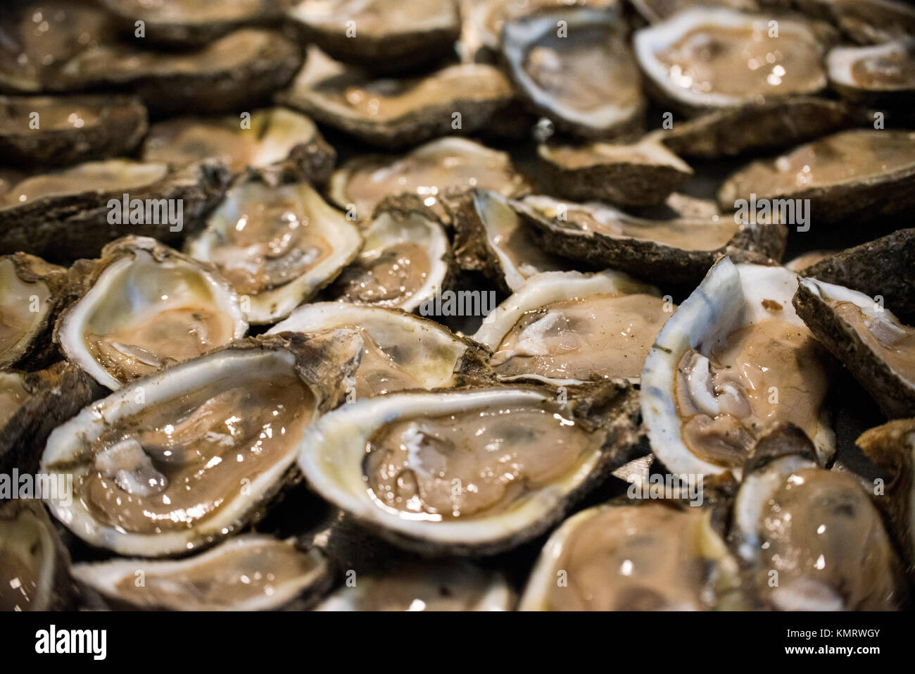 Detail shot of fresh shucked oysters piled on a tray. Stock Photo