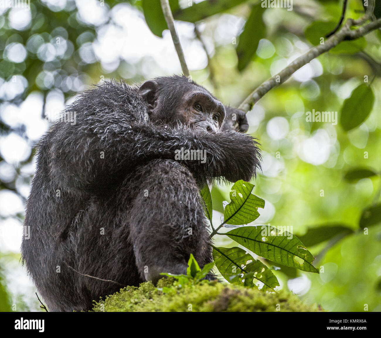Close up portrait of chimpanzee ( Pan troglodytes ) resting on the tree in the jungle. Kibale forest in Uganda Stock Photo