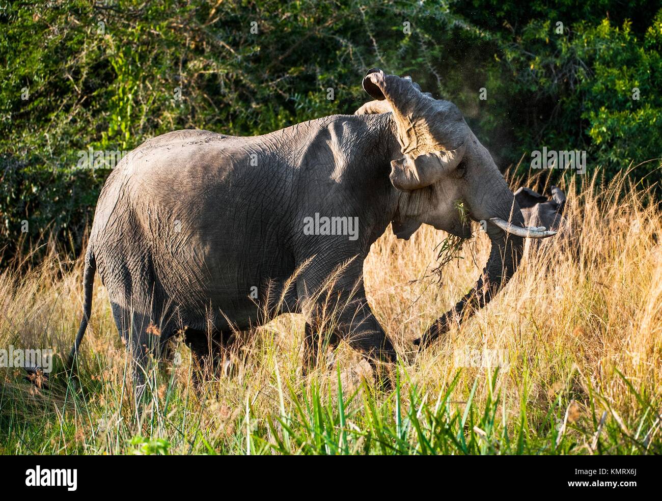 Big African elephant (Loxodonta Africana) shakes his head in anger. Africa. Stock Photo