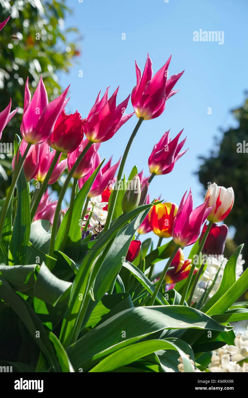 Pink tulips with blue sky behind Stock Photo - Alamy
