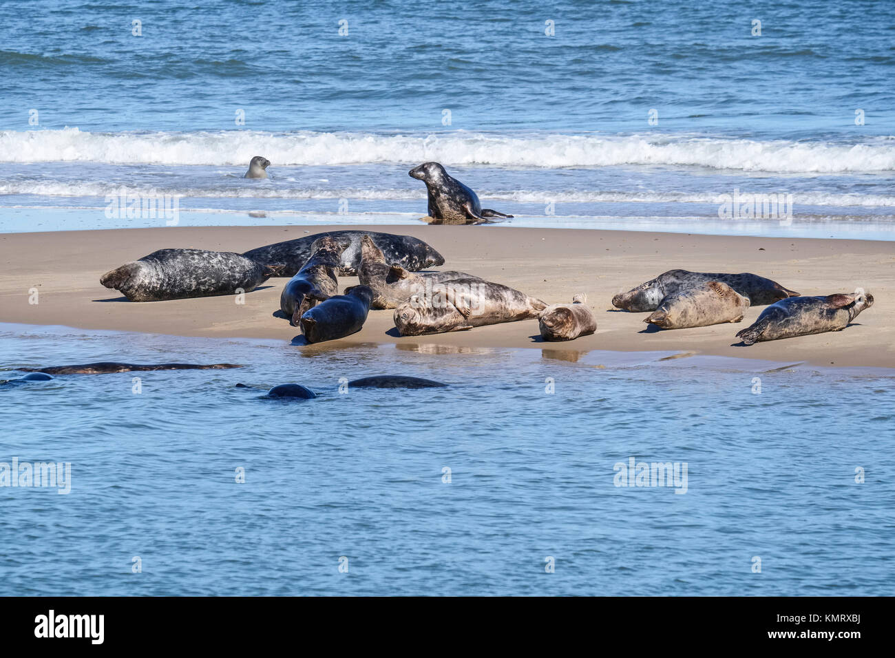 Grey Seals hauled out onto beach Waxham beach Norfolk UK Stock Photo