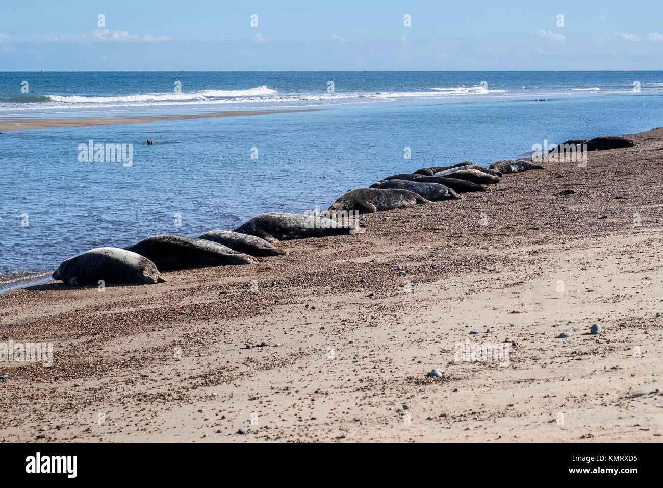 Grey Seals hauled out onto beach Waxham beach Norfolk UK Stock Photo