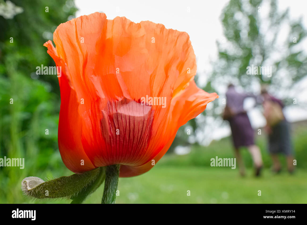 Oriental Poppy flower in garden with people walking Stock Photo