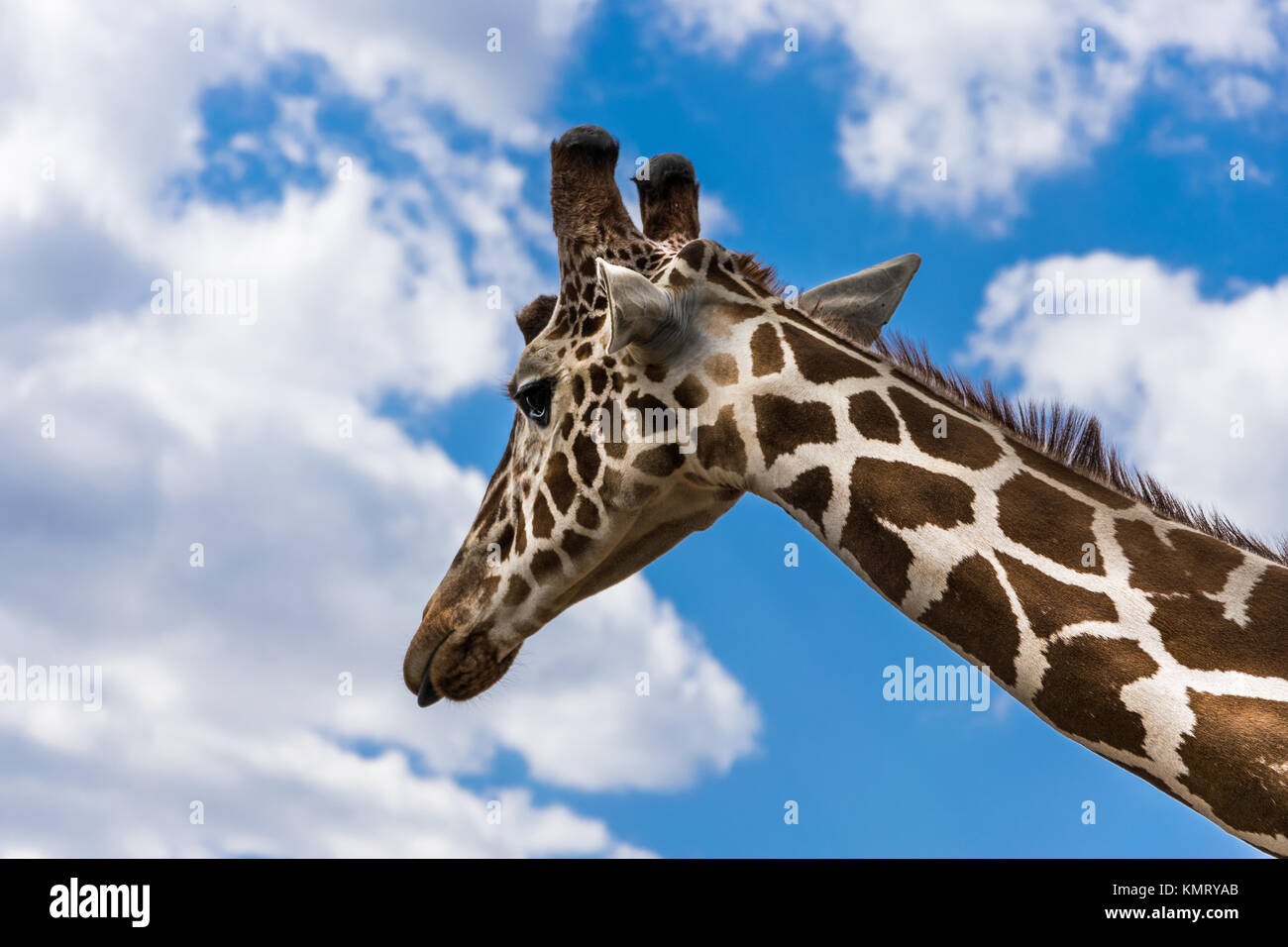 Giraffe portrait among the clouds Stock Photo