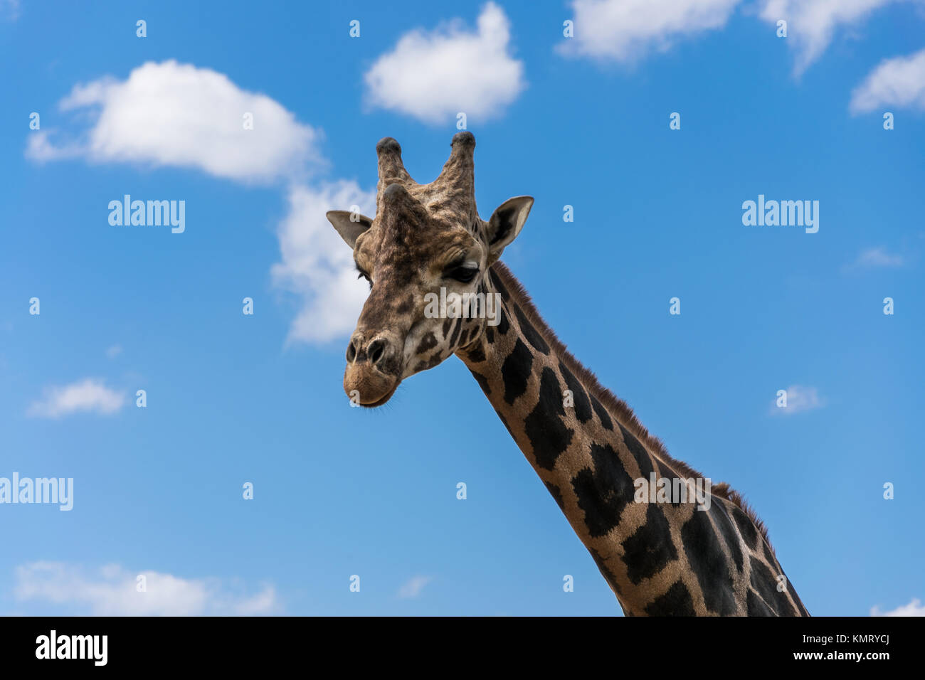 Giraffe portrait among the clouds Stock Photo