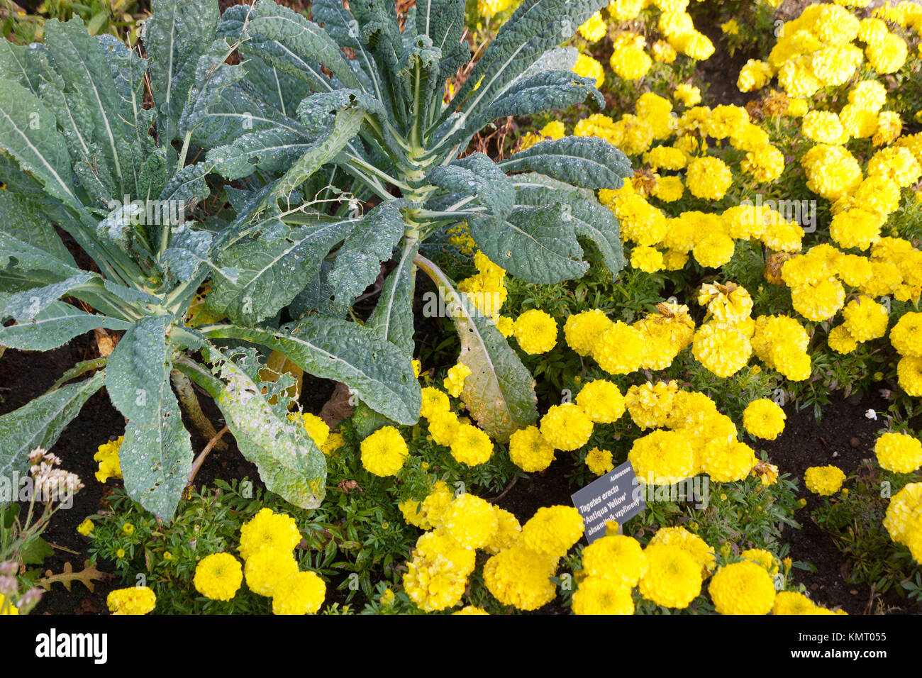 Tagetes erecta sovereign hi-res stock photography and images - Alamy