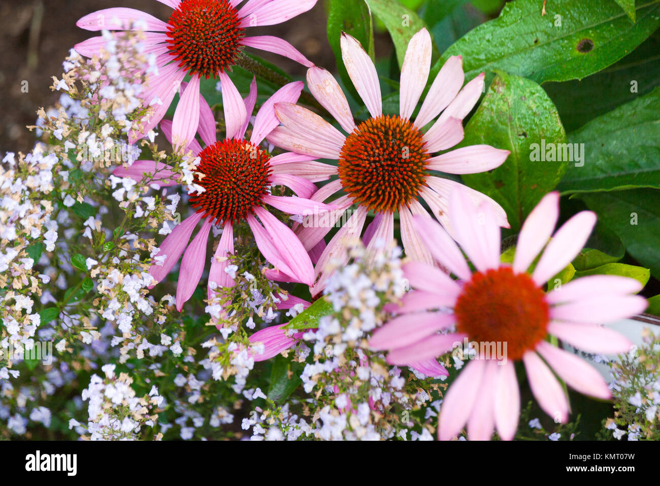 Třapatkovka nachová / Echinacea purpurea / Purple cone flower a Marulka lékařská / Calamintha nepeta Stock Photo