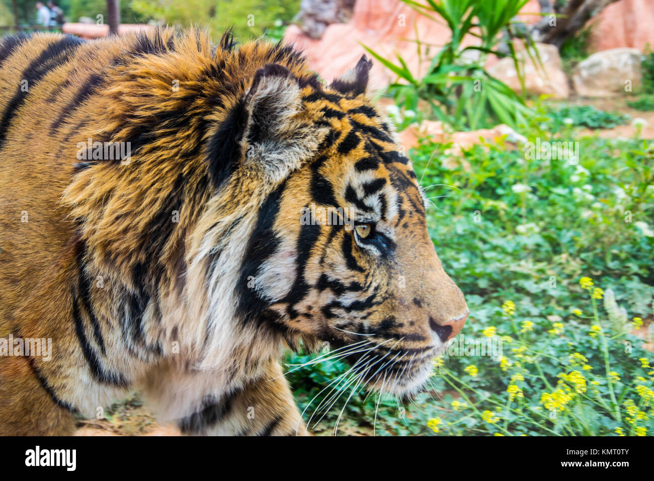 Asian tiger at the zoo Stock Photo