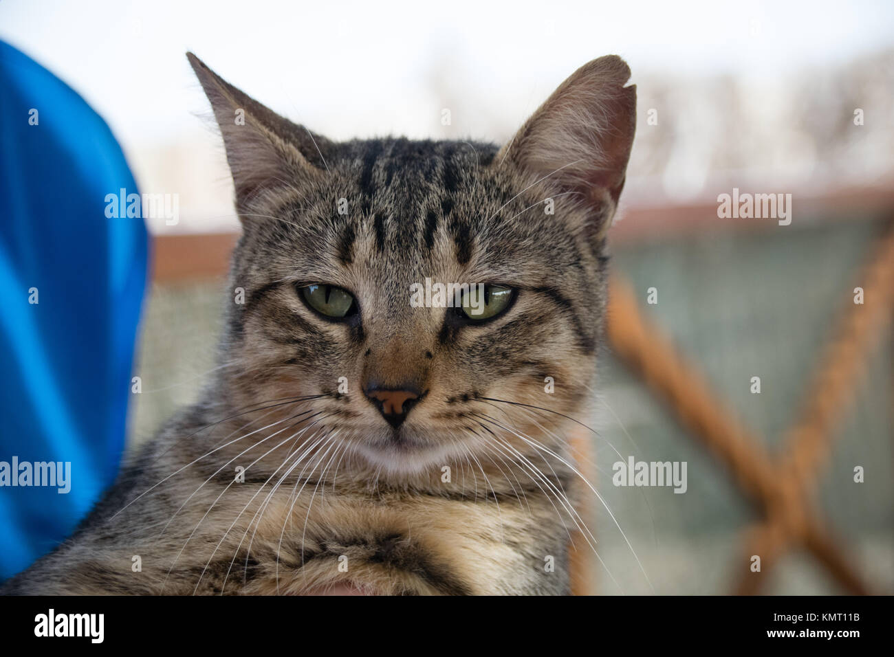 Portrait of tabby cat Stock Photo - Alamy