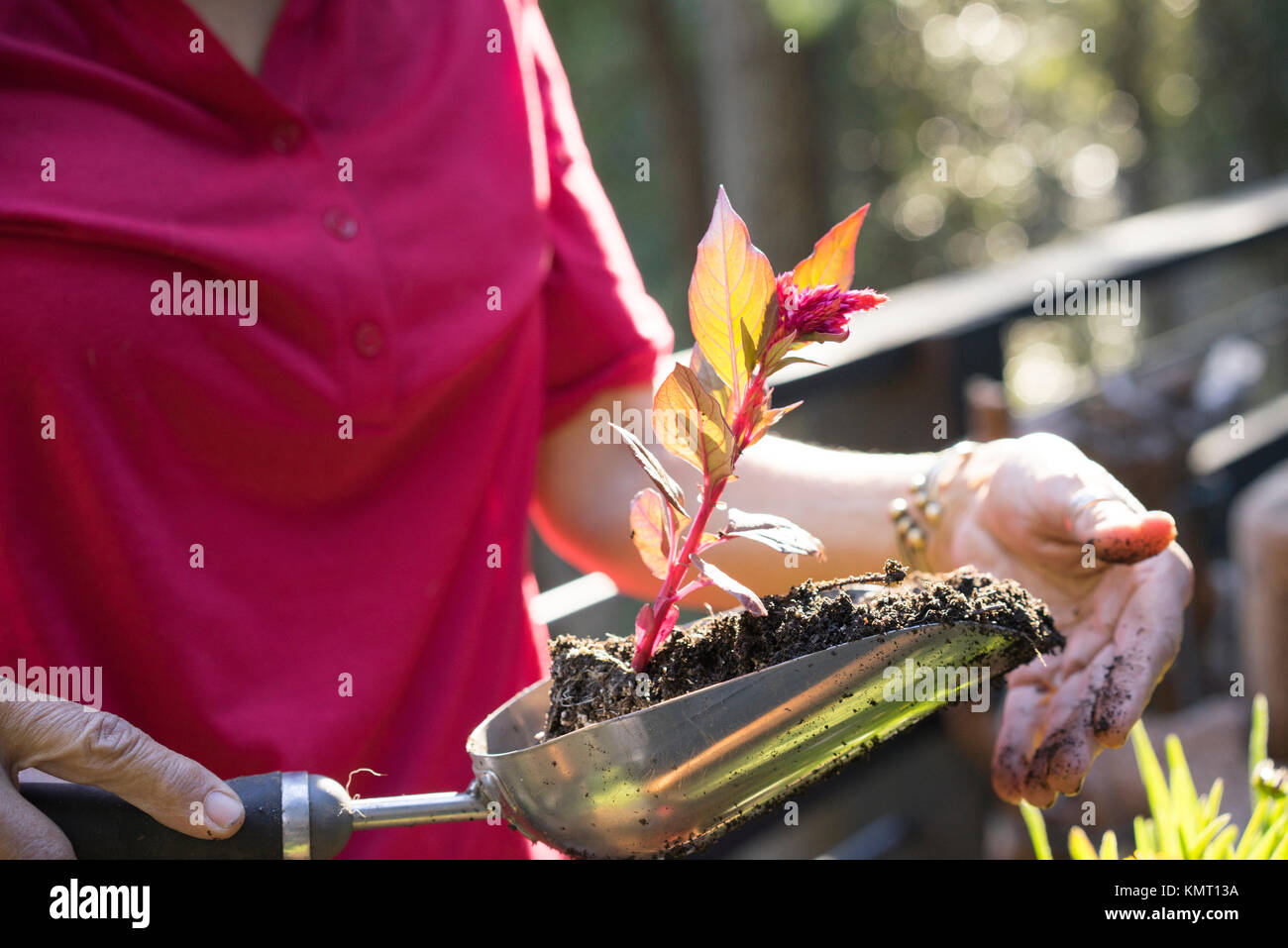 Midsection of senior woman holding plants and soil in trowel at balcony ...