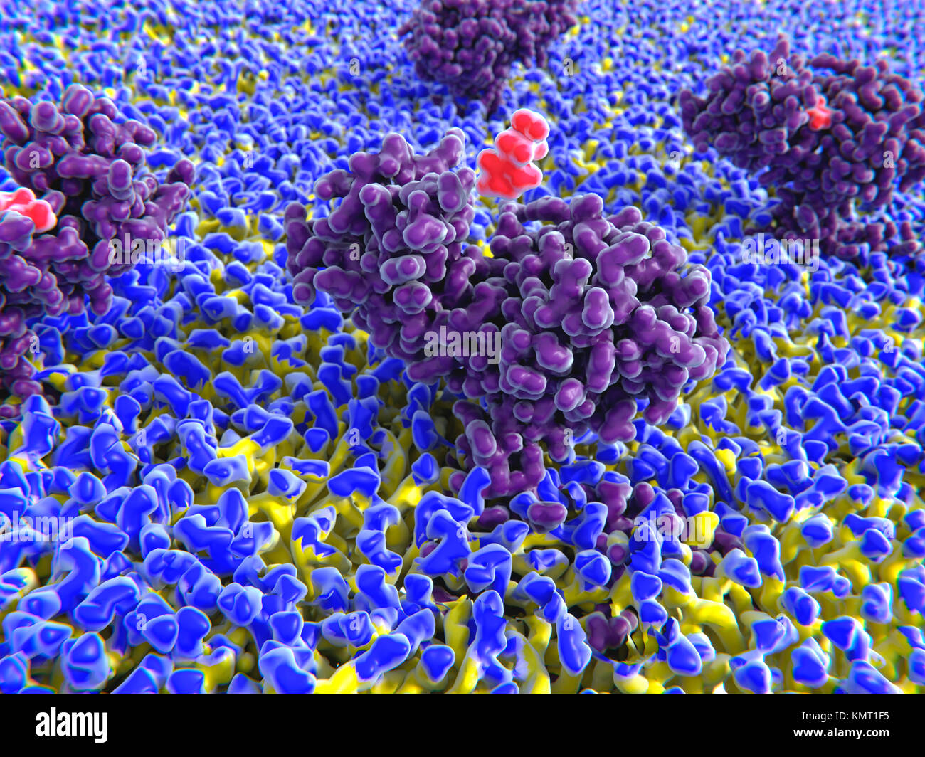 Histamine (red) binding to illustration.Histamine is