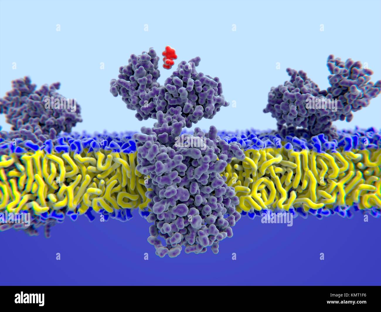 Histamine (red) binding to illustration.Histamine is