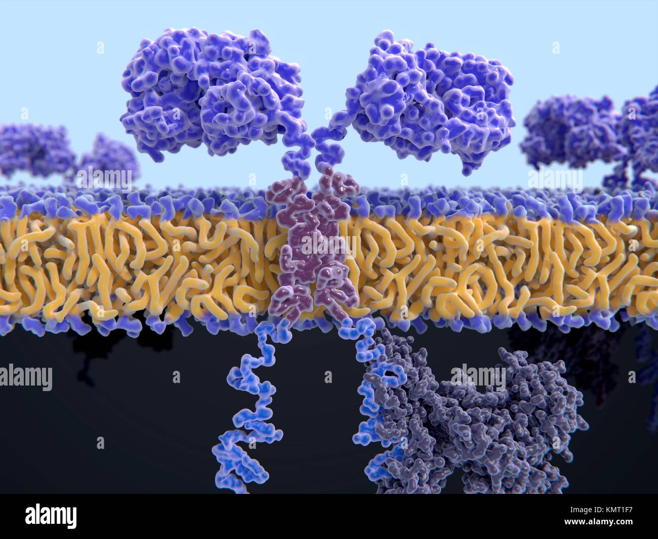 Illustration of a chimeric antigen receptor (CAR) spanning the cell membrane of a T-cell,a white blood cell of the immune system.This T-cell has been taken from a cancer patient and then genetically engineered to produce CARs on its surface that recognise targets on the patient's cancerous cells.This receptor has a signal protein (ZAP70,grey) attached to the intracellular domain (bottom). Stock Photo