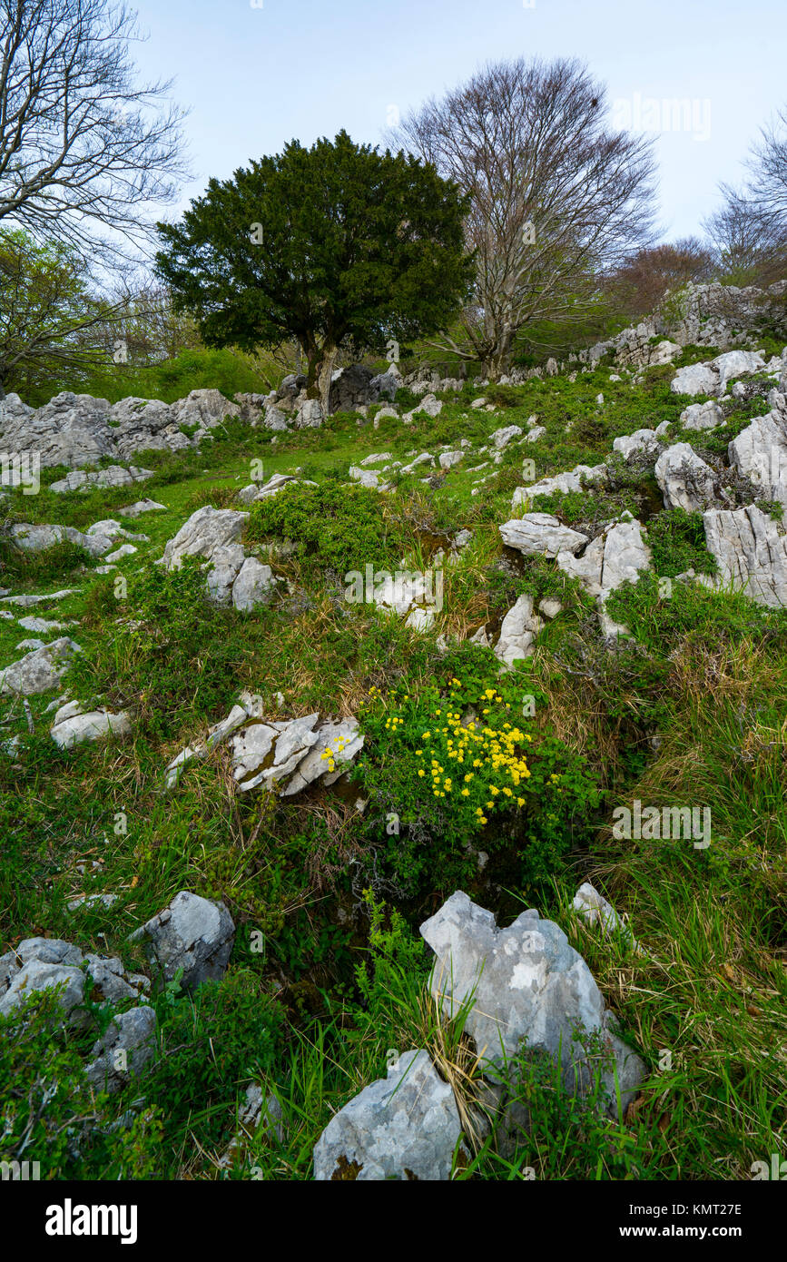 TAXUS (Taxus baccata), Cerredo mountain, Castro Urdiales, Cantabria, Spain, Europe Stock Photo