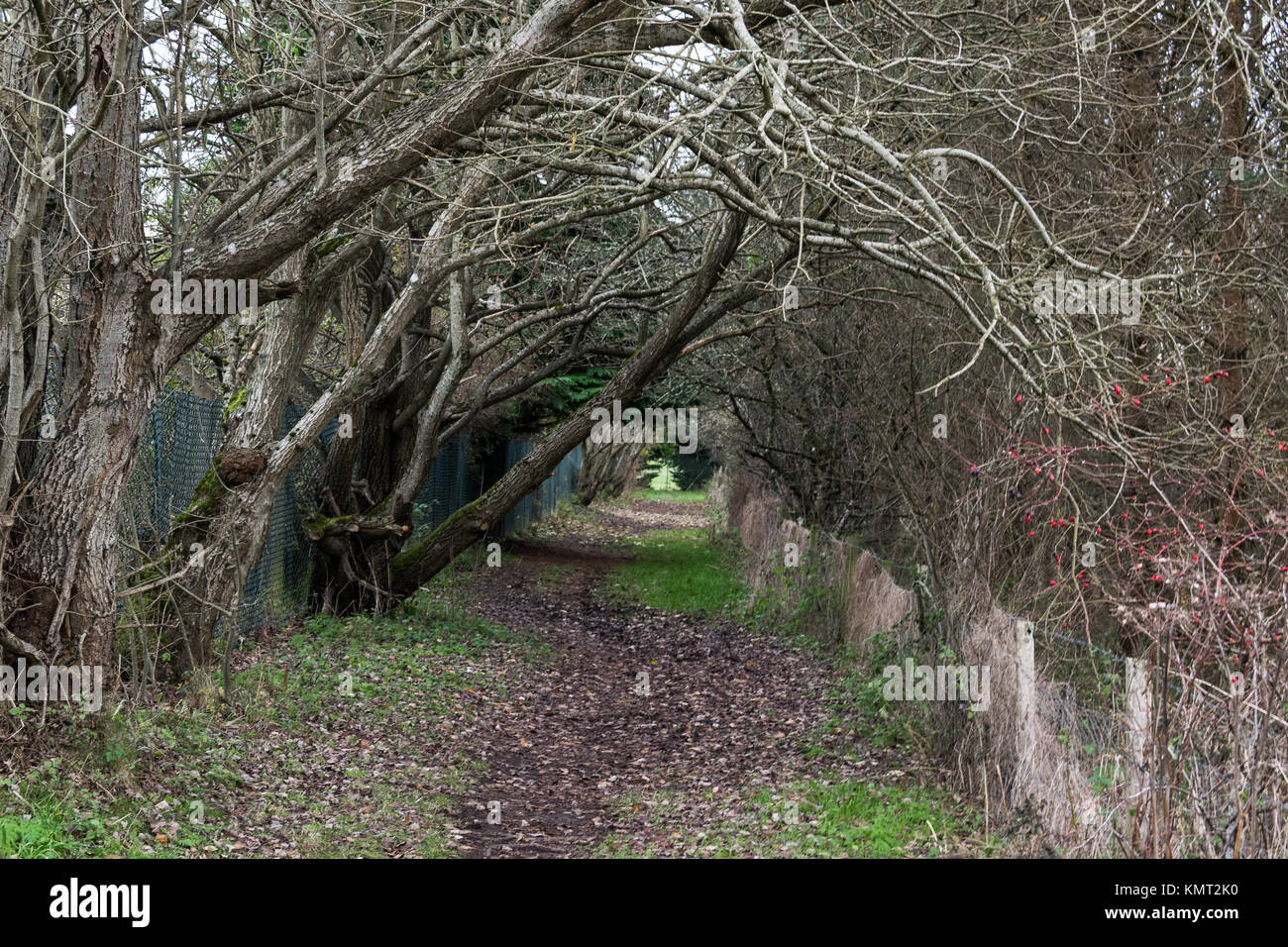 Overhanging branch fence hi-res stock photography and images - Alamy
