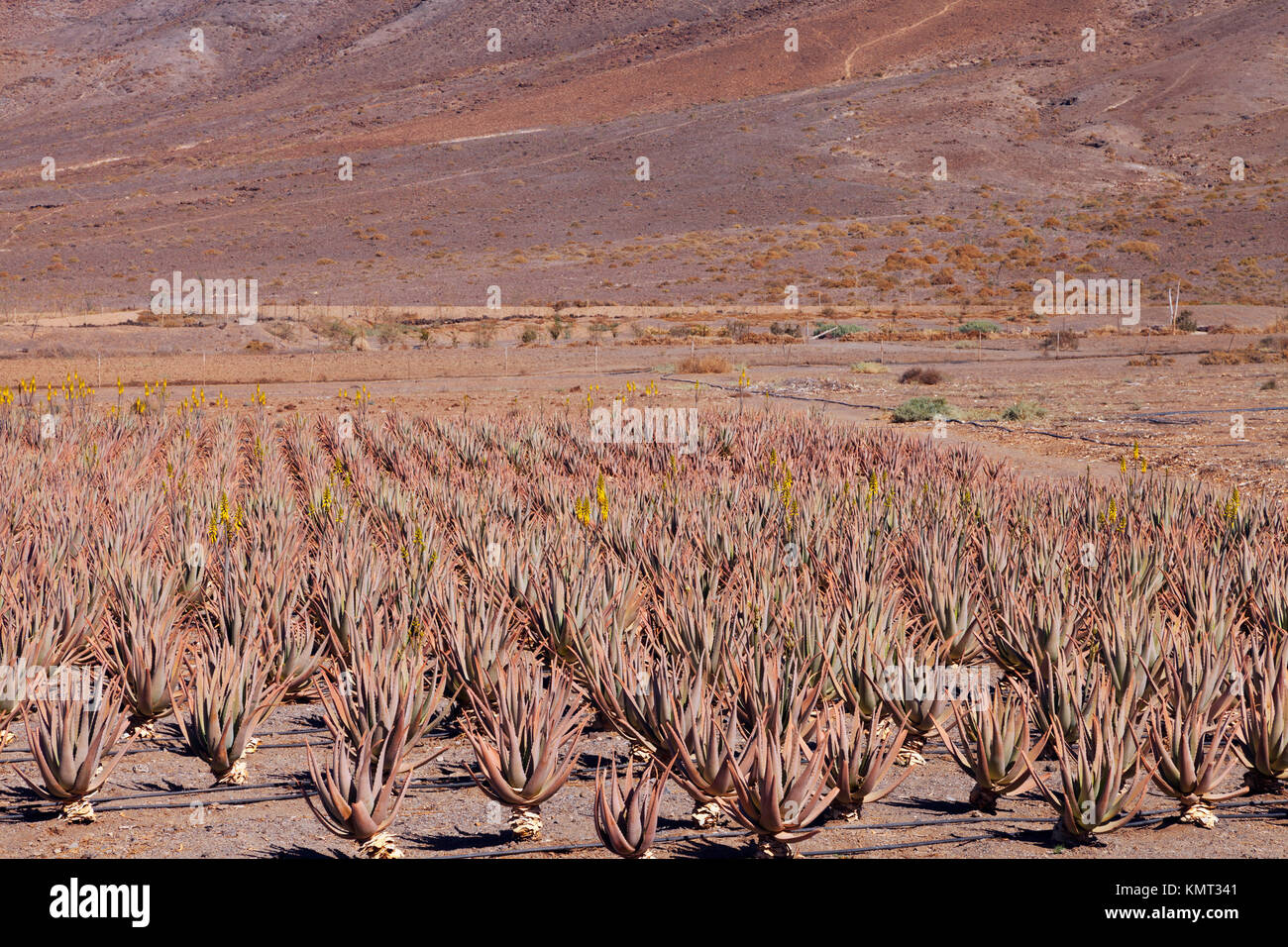 Organic aloe vera succulent plant field growing on volcanic, rocky mountain slopes, Fuerteventura, Canary Island . Stock Photo