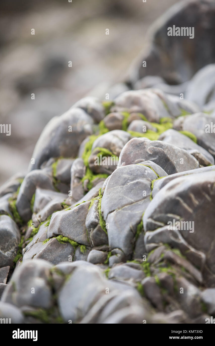 Wet Sea Rocks covered with Green Seaweeds - Coastal Scenery Background ...