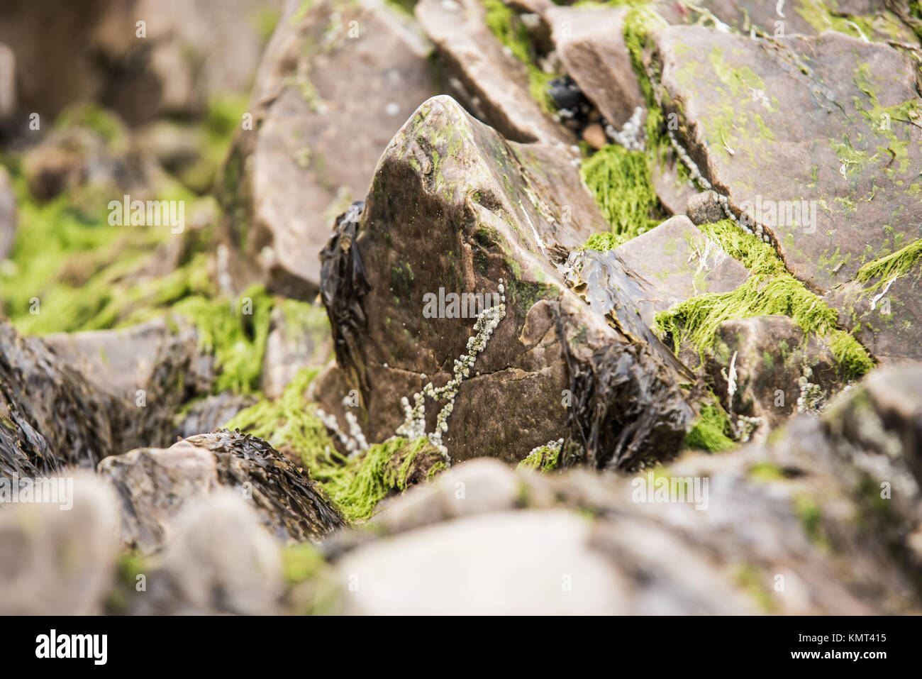 Wet Sea Rocks covered with Green Seaweeds - Coastal Scenery Background ...