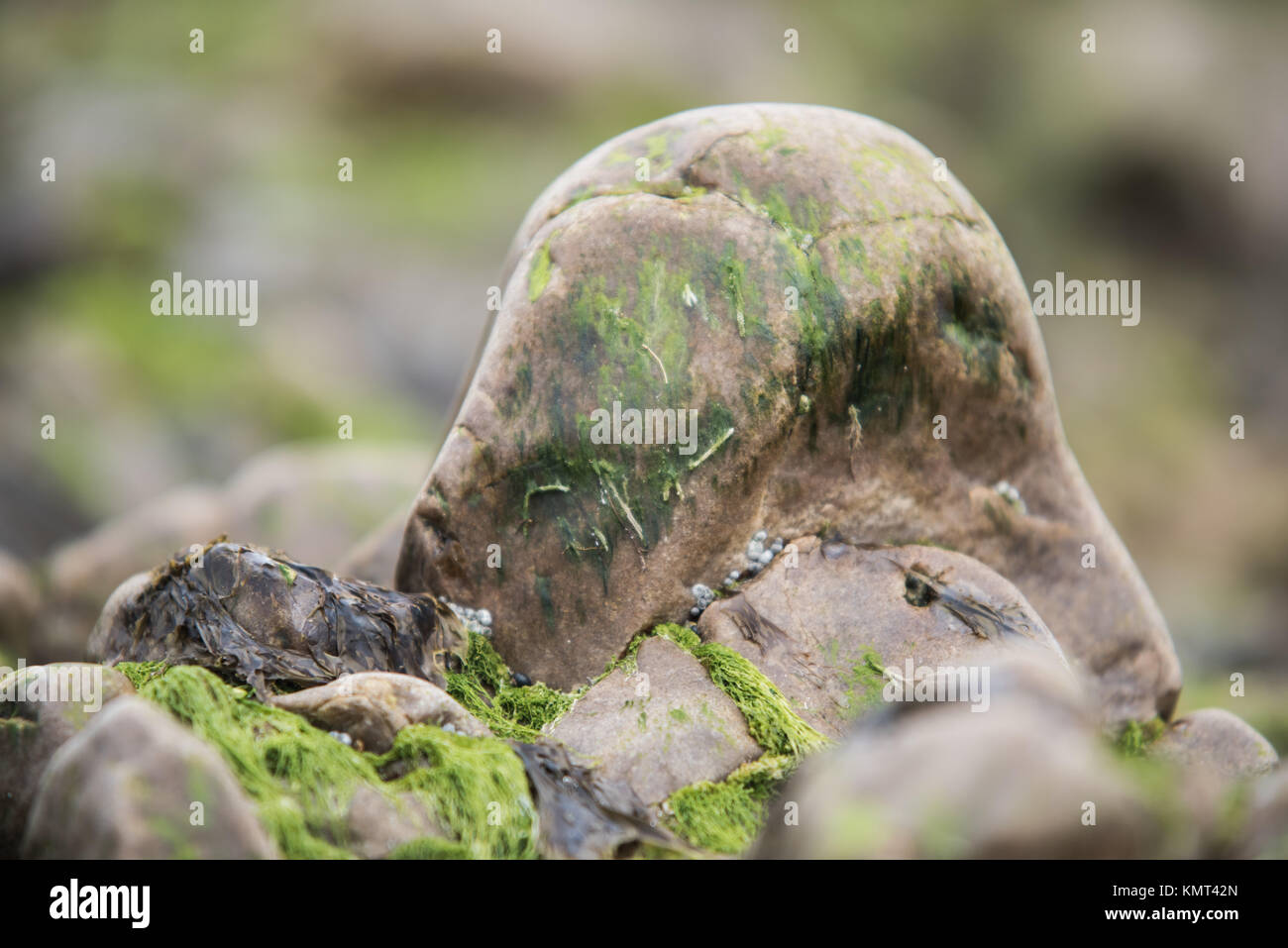 Wet Sea Rocks covered with Green Seaweeds - Coastal Scenery Background ...