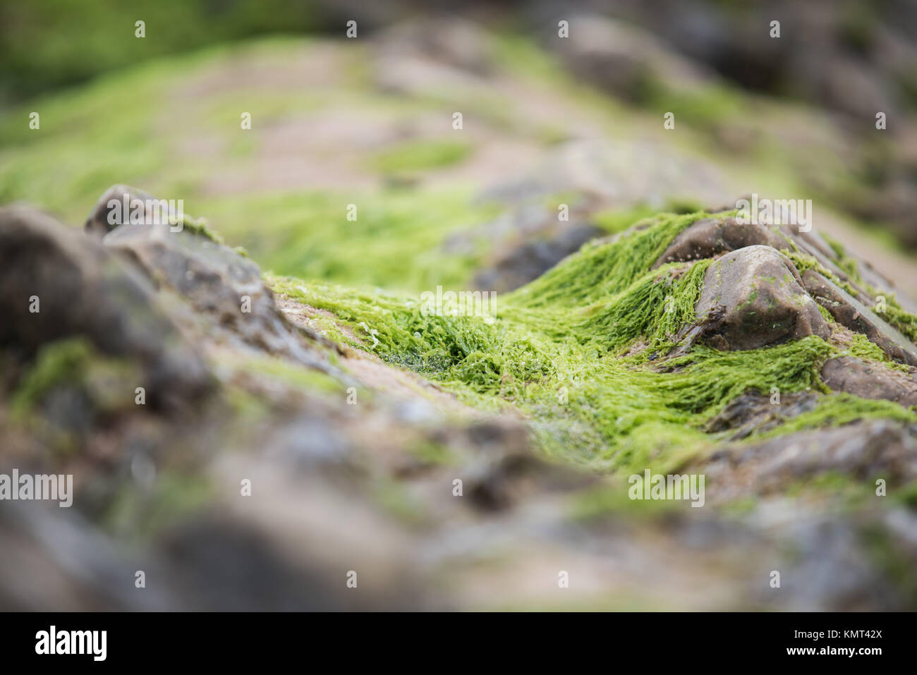 Wet Sea Rocks covered with Green Seaweeds - Coastal Scenery Background ...